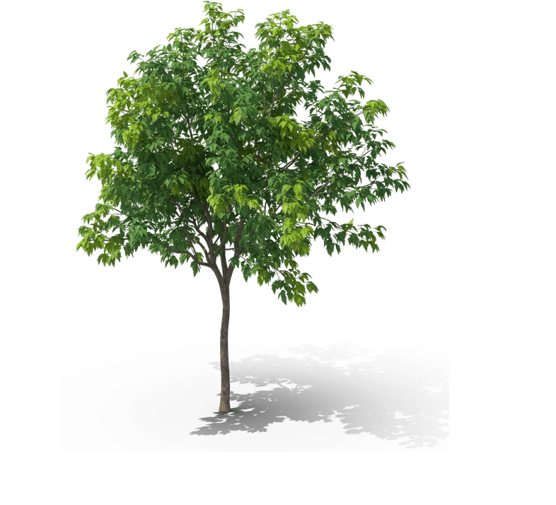 Van tuinontwerp tot onderhoud