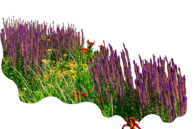 Beplanting Hoveniersbedrijf Goes