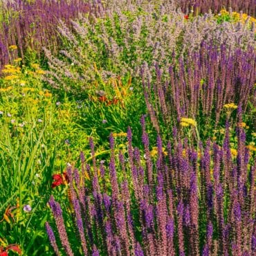 Beplanting in de achtertuin