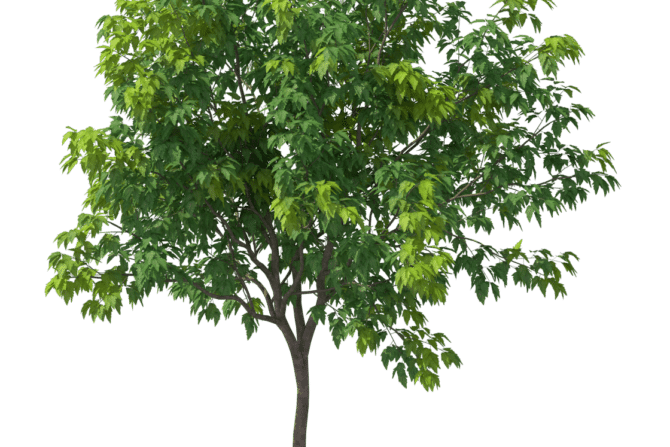 Boomverzorging Hoveniersbedrijf Goes